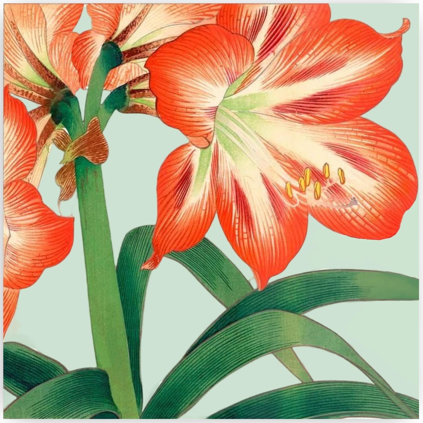 Amaryllis Cocktail Paper Napkins